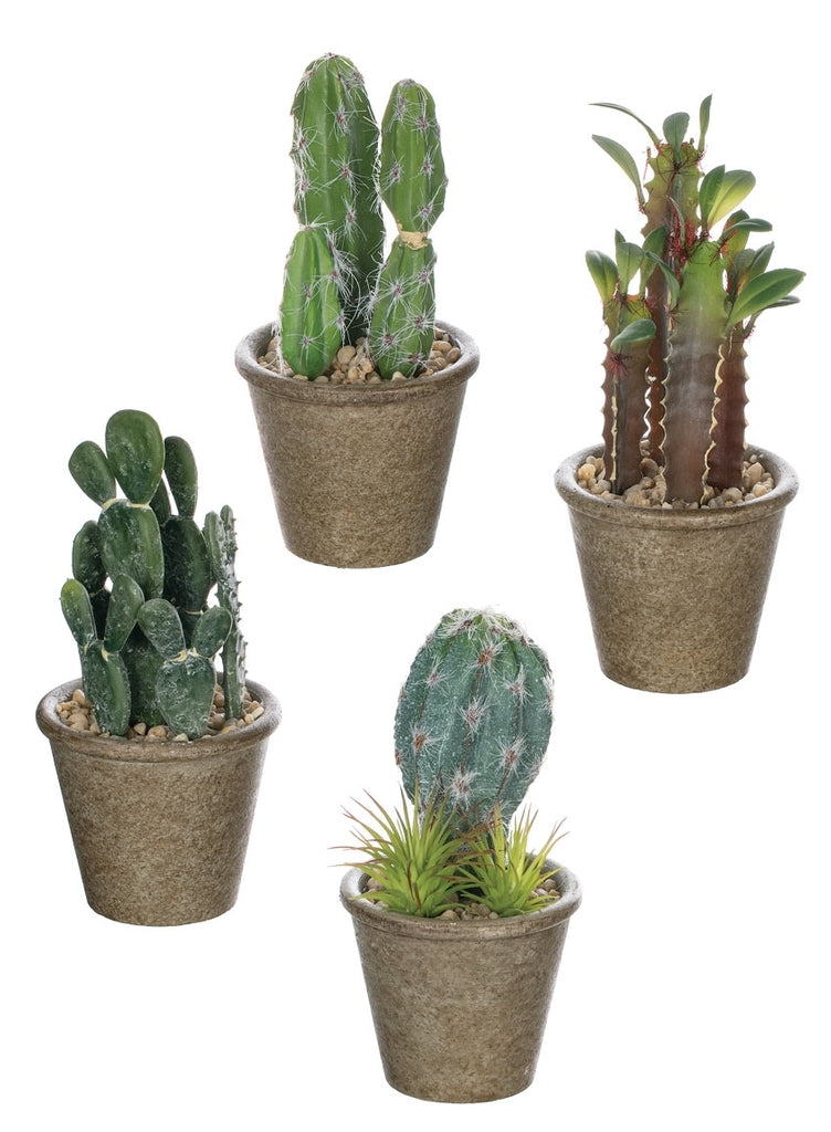 Cactus Potted - Matarow