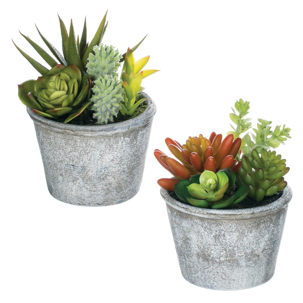 MINI SUCCULENTS POTTED