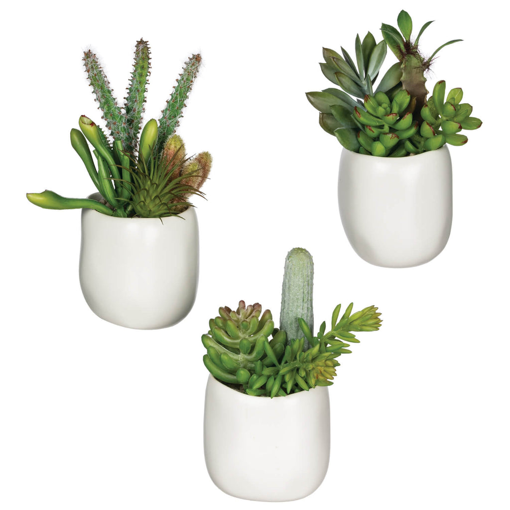 POTTED SUCCULENT