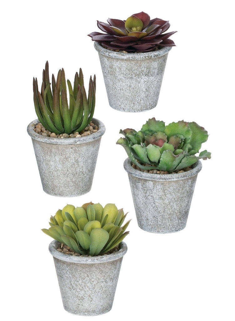 Succulents Potted Assorted - Matarow